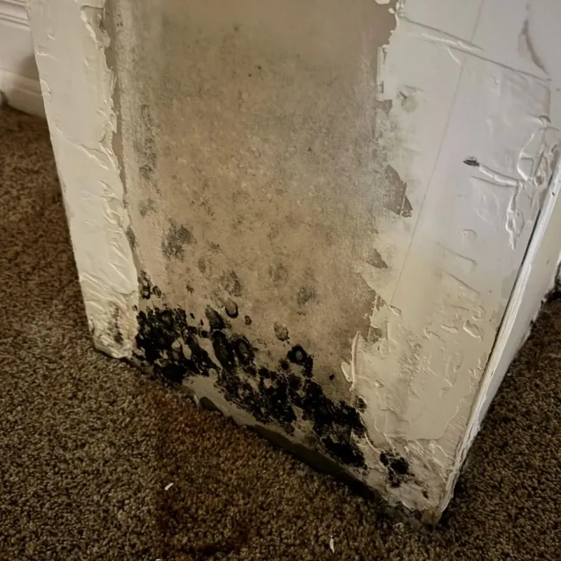 Professional Mold Removal in South Ogden, UT